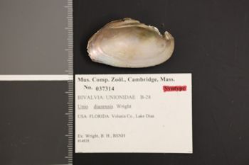 Media type: image;   Malacology 37314 Description: Preserved specimen.;